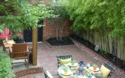 Black Bamboo - Phyllostachys Nigra - 3 Gallon Pot (Single Cane: 4-6'+) -Home Bloom Garden Bamboo Black 58