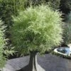 Dwarf White Stripe Bamboo - Pleioblastus Fortunei - 1 Gallon Pot -Home Bloom Garden Bamboo Dwarf White Stripe 4