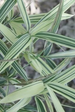 Dwarf White Stripe Bamboo - Pleioblastus Fortunei - 1 Gallon Pot -Home Bloom Garden Bamboo Dwarf White Stripe 7