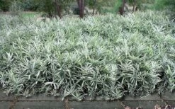 Dwarf White Stripe Bamboo - Pleioblastus Fortunei - 1 Gallon Pot -Home Bloom Garden Bamboo Dwarf White Stripe 9