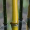 Elegant Bamboo - Phyllostachys Elegans - 3 Gallon Pot 1 Elegant Bamboo - Phyllostachys Elegans - 3 Gallon Pot -Home Bloom Garden Bamboo Elegant 4