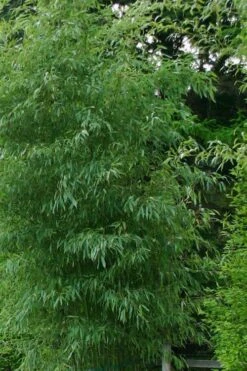 Elegant Bamboo - Phyllostachys Elegans - 3 Gallon Pot 10 Elegant Bamboo - Phyllostachys Elegans - 3 Gallon Pot -Home Bloom Garden Bamboo Elegant 5
