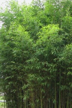 Flavescens Inversa Bamboo (Phyllostachys Aurea) - 3 Gallon Pot (4-6') -Home Bloom Garden Bamboo Flavescens Inversa 1