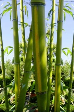 Flavescens Inversa Bamboo (Phyllostachys Aurea) - 3 Gallon Pot (2-4') 15 Flavescens Inversa Bamboo (Phyllostachys Aurea) - 3 Gallon Pot (2-4') -Home Bloom Garden Bamboo Flavescens Inversa 11