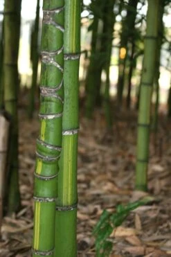 Flavescens Inversa Bamboo (Phyllostachys Aurea) - 3 Gallon Pot (4-6') -Home Bloom Garden Bamboo Flavescens Inversa 13 1