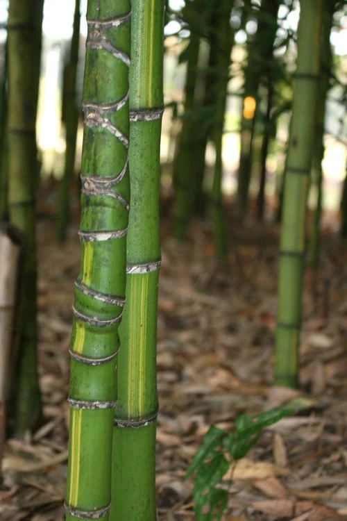 Flavescens Inversa Bamboo (Phyllostachys Aurea) - 3 Gallon Pot (2-4') 9 Flavescens Inversa Bamboo (Phyllostachys Aurea) - 3 Gallon Pot (2-4') - Image 7