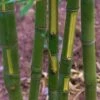 Flavescens Inversa Bamboo (Phyllostachys Aurea) - 3 Gallon Pot (4-6') 1 Flavescens Inversa Bamboo (Phyllostachys Aurea) - 3 Gallon Pot (4-6') -Home Bloom Garden Bamboo Flavescens Inversa 14 1