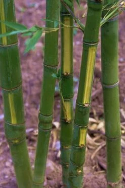 Flavescens Inversa Bamboo (Phyllostachys Aurea) - 3 Gallon Pot (2-4')