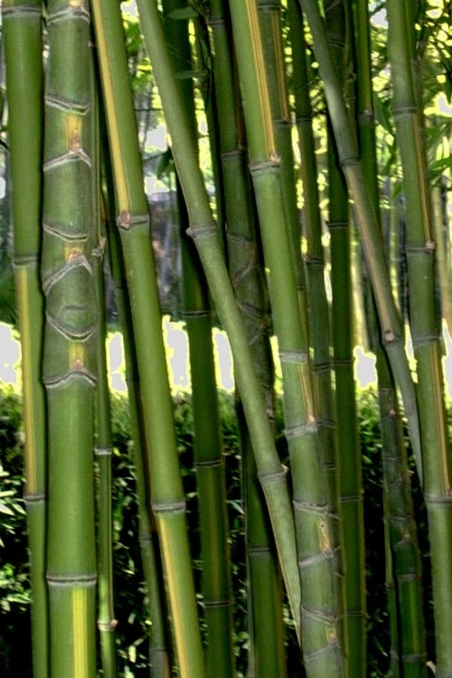Flavescens Inversa Bamboo (Phyllostachys Aurea) - 3 Gallon Pot (2-4') 10 Flavescens Inversa Bamboo (Phyllostachys Aurea) - 3 Gallon Pot (2-4') - Image 8