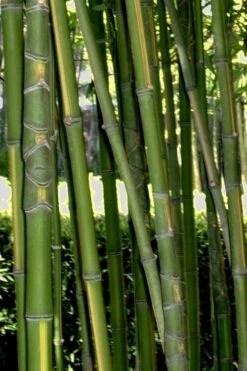 Flavescens Inversa Bamboo (Phyllostachys Aurea) - 3 Gallon Pot (4-6') -Home Bloom Garden Bamboo Flavescens Inversa Rev 500x750 2