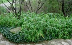 Giant Leaf Bamboo - Indocalamus Tessellatus - 3 Gallon Pot -Home Bloom Garden Bamboo Giant Leaf 53