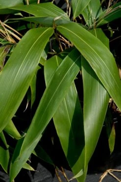 Giant Leaf Bamboo - Indocalamus Tessellatus - 3 Gallon Pot -Home Bloom Garden Bamboo Giant Leaf 55