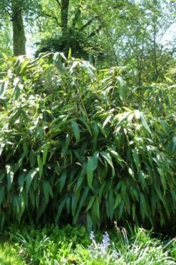 Giant Leaf Bamboo - Indocalamus Tessellatus - 3 Gallon Pot
