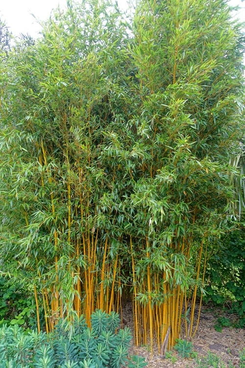 Gold Vivax Giant Timber Bamboo (Green Stripe Bamboo) - Phyllostachys Vivax 'Aureocaulis' - 3 Gallon Pot (4-6') 8 Gold Vivax Giant Timber Bamboo (Green Stripe Bamboo) - Phyllostachys Vivax 'Aureocaulis' - 3 Gallon Pot (4-6') - Image 6
