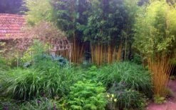 Gold Vivax Giant Timber Bamboo (Green Stripe Bamboo) - Phyllostachys Vivax 'Aureocaulis' - 3 Gallon Pot (2-4') -Home Bloom Garden Bamboo Gold Vivax 6