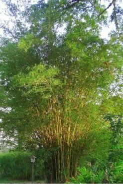 Golden Fishpole Bamboo - Phyllostachys Aurea - 3 Gallon Pot (4-6') -Home Bloom Garden Bamboo Golden 10