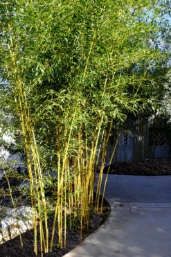 Golden Fishpole Bamboo - Phyllostachys Aurea - 3 Gallon Pot (4-6') -Home Bloom Garden Bamboo Golden 11