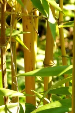 Golden Fishpole Bamboo - Phyllostachys Aurea - 3 Gallon Pot (4-6') -Home Bloom Garden Bamboo Golden 13