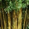 Golden Fishpole Bamboo - Phyllostachys Aurea - 3 Gallon Pot (4-6') 2 Golden Fishpole Bamboo - Phyllostachys Aurea - 3 Gallon Pot (4-6') -Home Bloom Garden Bamboo Golden 14