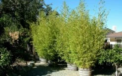 Golden Fishpole Bamboo - Phyllostachys Aurea - 3 Gallon Pot (4-6') -Home Bloom Garden Bamboo Golden 15