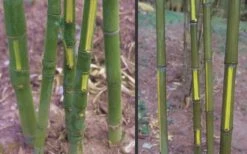 Flavescens Inversa Bamboo (Phyllostachys Aurea) - 3 Gallon Pot (4-6') -Home Bloom Garden Bamboo Golden Fish Pole 2 1