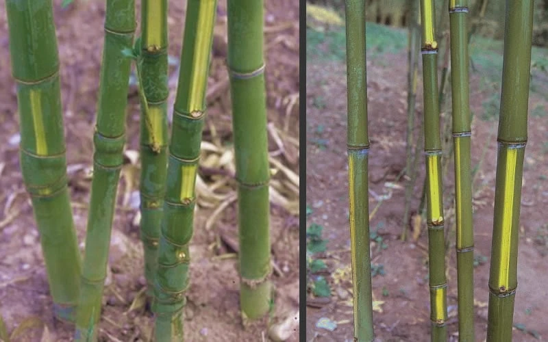 Flavescens Inversa Bamboo (Phyllostachys Aurea) - 3 Gallon Pot (2-4') 7 Flavescens Inversa Bamboo (Phyllostachys Aurea) - 3 Gallon Pot (2-4') - Image 5