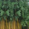 Gold Vivax Giant Timber Bamboo (Green Stripe Bamboo) - Phyllostachys Vivax 'Aureocaulis' - 3 Gallon Pot (4-6') -Home Bloom Garden Bamboo Golden Vivax Timber Bamboo Rev 500x750 2