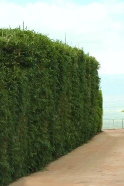 Graceful Bamboo (Slender Weavers) - Bambusa Textilis 'Gracilis' - 2 Gallon Pot 15 Graceful Bamboo (Slender Weavers) - Bambusa Textilis 'Gracilis' - 2 Gallon Pot -Home Bloom Garden Bamboo Graceful 1