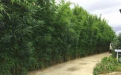 Graceful Bamboo (Slender Weavers) - Bambusa Textilis 'Gracilis' - 2 Gallon Pot 12 Graceful Bamboo (Slender Weavers) - Bambusa Textilis 'Gracilis' - 2 Gallon Pot -Home Bloom Garden Bamboo Graceful 6