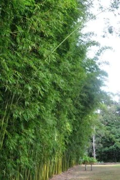 Graceful Bamboo (Slender Weavers) - Bambusa Textilis 'Gracilis' - 2 Gallon Pot 13 Graceful Bamboo (Slender Weavers) - Bambusa Textilis 'Gracilis' - 2 Gallon Pot -Home Bloom Garden Bamboo Graceful 9