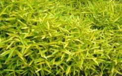 Dwarf Green Stripe Bamboo (Pleioblastus Viridistriatus) - 1 Gallon Pot -Home Bloom Garden Bamboo Green Stripe 11 1