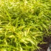 Dwarf Green Stripe Bamboo (Pleioblastus Viridistriatus) - 1 Gallon Pot -Home Bloom Garden Bamboo Green Stripe 8 1