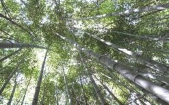 Henon Giant Gray Bamboo - Phyllostachys Nigra 'Henon' - 2 Gallon Pot -Home Bloom Garden Bamboo Henon 10