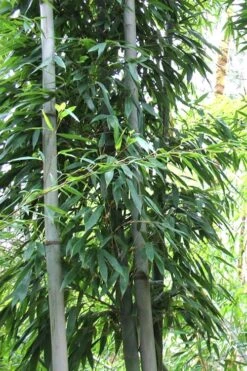 Henon Giant Gray Bamboo - Phyllostachys Nigra 'Henon' - 3 Gallon Pot (3-4') -Home Bloom Garden Bamboo Henon 11 2