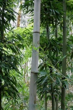 Henon Giant Gray Bamboo - Phyllostachys Nigra 'Henon' - 3 Gallon Pot (3-4') -Home Bloom Garden Bamboo Henon 12 2