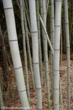 Henon Giant Gray Bamboo - Phyllostachys Nigra 'Henon' - 3 Gallon Pot (4-6') -Home Bloom Garden Bamboo Henon 15 1