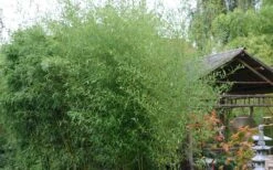 Humilis Hedge Bamboo - Phyllostachys Humilis - 3 Gallon Pot -Home Bloom Garden Bamboo Humilis 1 1