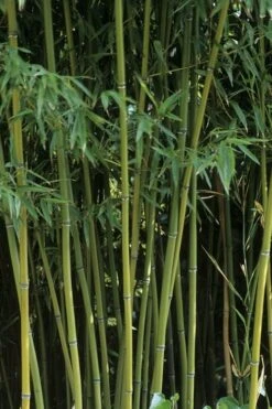 Humilis Hedge Bamboo - Phyllostachys Humilis - 2 Gallon Pot -Home Bloom Garden Bamboo Humilis 11
