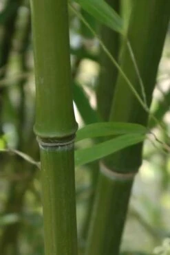 Humilis Hedge Bamboo - Phyllostachys Humilis - 2 Gallon Pot -Home Bloom Garden Bamboo Humilis 5