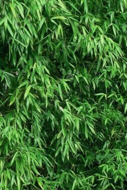 Humilis Hedge Bamboo - Phyllostachys Humilis - 2 Gallon Pot -Home Bloom Garden Bamboo Humilis 9
