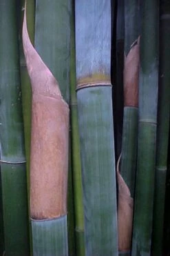 Giant Weavers Royal Bamboo (Wong Chuk) - Bambusa Textilis 'Kanapaha' - 3 Gallon Pot -Home Bloom Garden Bamboo Kanapaha 13