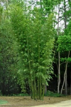 Giant Weavers Royal Bamboo (Wong Chuk) - Bambusa Textilis 'Kanapaha' - 3 Gallon Pot -Home Bloom Garden Bamboo Kanapaha 6