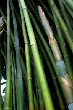 Giant Weavers Royal Bamboo (Wong Chuk) - Bambusa Textilis 'Kanapaha' - 3 Gallon Pot -Home Bloom Garden Bamboo Kanapaha 8