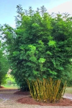 Yellow Buddha Belly Bamboo - Bambusa Ventricosa 'Kimmei' - 3 Gallon Pot 12 Yellow Buddha Belly Bamboo - Bambusa Ventricosa 'Kimmei' - 3 Gallon Pot -Home Bloom Garden Bamboo Kimmei 5