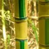 Koi Golden Bamboo (Phyllostachys Aurea 'Koi') - 3 Gallon Pot (2-4') -Home Bloom Garden Bamboo Koi Golden 20 1