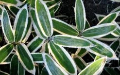 Kuma Zasa Dwarf Bamboo - Sasa Veitchii 'Kuma-Zasa' - 1 Gallon Pot -Home Bloom Garden Bamboo Kuma Zasa 1 1