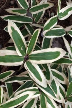 Kuma Zasa Dwarf Bamboo - Sasa Veitchii 'Kuma-Zasa' - 1 Gallon Pot