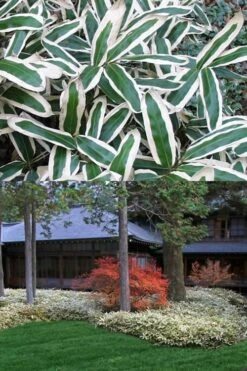 Kuma Zasa Dwarf Bamboo (Sasa Veitchii 'Kuma-Zasa') - 3 Gallon Pot -Home Bloom Garden Bamboo Kuma Zasa 13