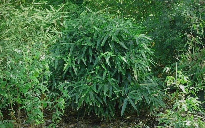 Latifolius Broadleaf Bamboo - Indocalamus Latifolius - 3 Gallon Pot 7 Latifolius Broadleaf Bamboo - Indocalamus Latifolius - 3 Gallon Pot - Image 5