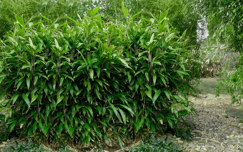 Latifolius Broadleaf Bamboo - Indocalamus Latifolius - 3 Gallon Pot 8 Latifolius Broadleaf Bamboo - Indocalamus Latifolius - 3 Gallon Pot - Image 6